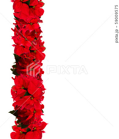 scarlet poinsettia flower or christmas star 59009575