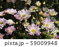 Chrysanthemum Pink Flower at the Greenhouse farm. 59009948