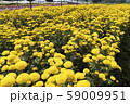 Chrysanthemum Yellow Flower at the Greenhouse farm. 59009951