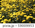 Chrysanthemum Yellow Flower at the Greenhouse farm. 59009953