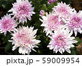 Chrysanthemum Pink Flower at the Greenhouse farm. 59009954