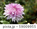 Chrysanthemum Pink Flower at the Greenhouse farm. 59009955