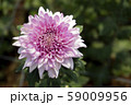 Chrysanthemum Pink Flower at the Greenhouse farm. 59009956