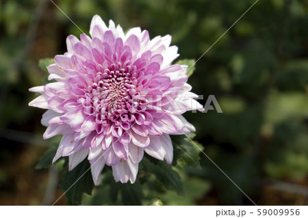 Chrysanthemum Pink Flower at the Greenhouse farm. Chrysanthemum Pink Flower at the Greenhouse farm. 59009956