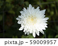 Chrysanthemum White Flower at the Greenhouse farm. 59009957