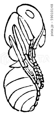 Side of Red Wood Ant Pupae vintage illustration. Side of Red Wood Ant Pupae vintage illustration. 59010148