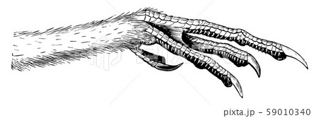 The Foot of a Prairie Hen vintage illustration. 59010340