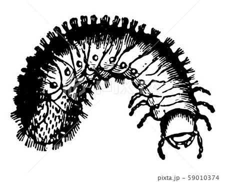 Larva of Rose Beetle vintage illustration. Larva of Rose Beetle vintage illustration. 59010374