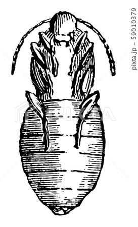 Pupa of Sitaris Humeralis vintage illustration. 59010379