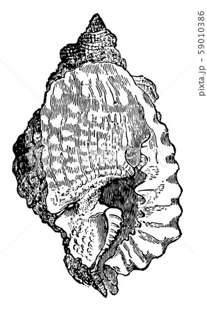 Triton Anus vintage illustration. Triton Anus vintage illustration. 59010386