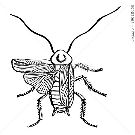 Cockroach vintage illustration. 59010659