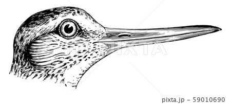 Willet Head vintage illustration. 59010690