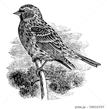 Common Redpoll vintage illustration. 59010707