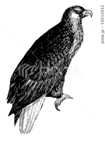 American Sea Eagle, vintage illustration. 59010932
