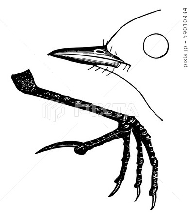 American Titlark Claw vintage illustration. 59010934