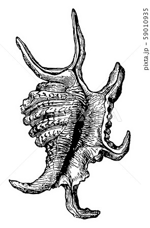 Pteroceras Chiragra vintage illustration. 59010935