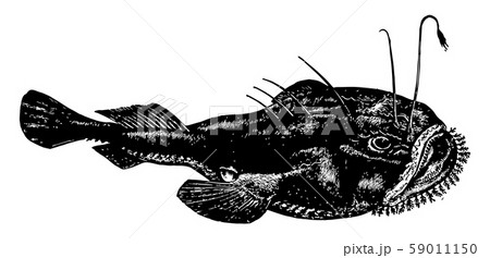 Anglerfish vintage illustration. Anglerfish vintage illustration. 59011150