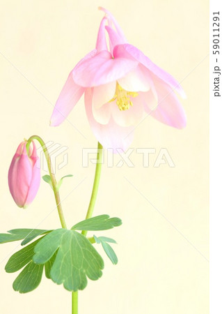 ミヤマオダマキ 桃色花 山野草 ミヤマオダマキ 桃色花 山野草 59011291