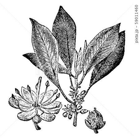 Gutta-percha vintage illustration. Gutta-percha vintage illustration. 59011460