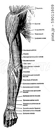 Muscles on the Back of the Arm Forearm and Hand Muscles on the Back of the Arm Forearm and Hand 59011609