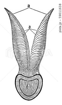 Section of a Branchial Arch of a Cod vintage 59011638