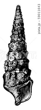 Cerithium Giganteum vintage illustration. 59011643