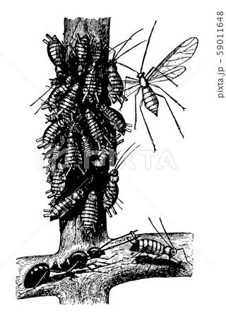 Ant and Plant Lice vintage illustration. 59011648