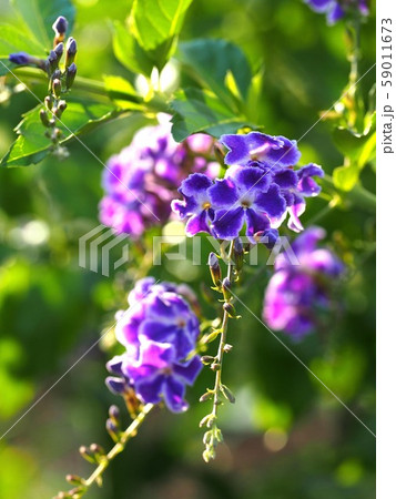 デュランタタカラヅカ デュランタタカラヅカ 59011673