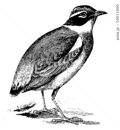 Indian Pitta, vintage illustration. 59011900