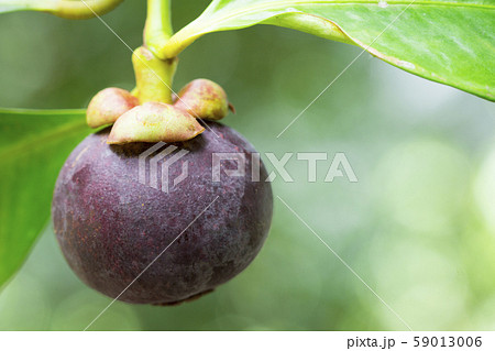 Mangosteen fruit (Garcinia mangostana) on a tree 59013006