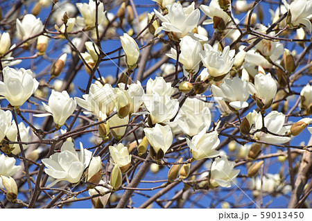 ハクモクレン（白木蓮） 59013450