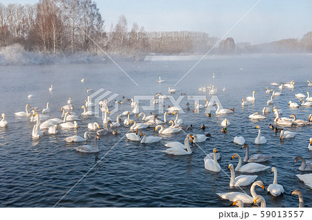 Whooper swans swimming in the lake Whooper swans swimming in the lake 59013557