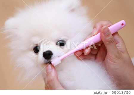 ポメラニアン 歯磨き (猿期 犬 ドッグ イヌ 生物 動物 血統書 仔犬 子供 ホワイト 白 子供) ポメラニアン 歯磨き (猿期 犬 ドッグ イヌ 生物 動物 血統書 仔犬 子供 ホワイト 白 子供) 59013730