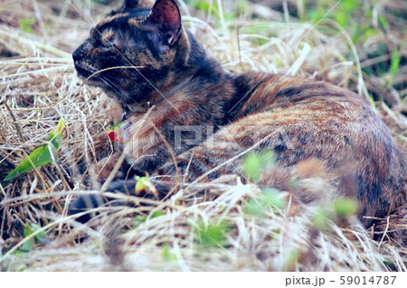 枯草のベッドで瞑想中のサビ猫 59014787
