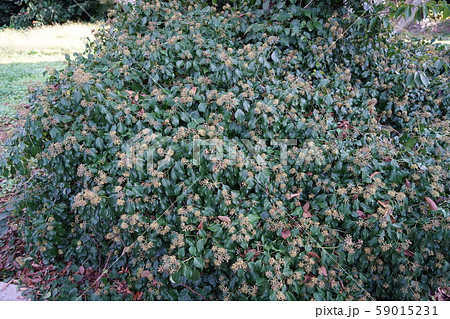 セイヨウキヅタ セイヨウキヅタ 59015231