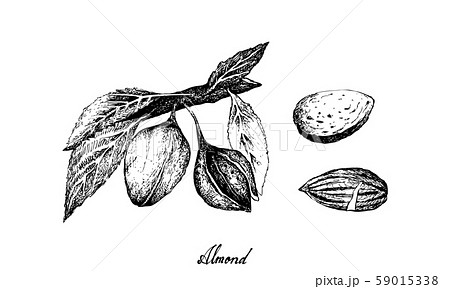 Black And White Drawing Of Toasted Almonds Outline Sketch Vector Almonds  Drawing Almonds Outline Almonds Sketch PNG and Vector with Transparent  Background for Free Download