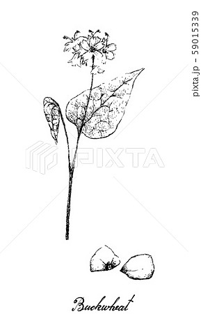 Hand Drawn of Buckwheat on White Background 59015339