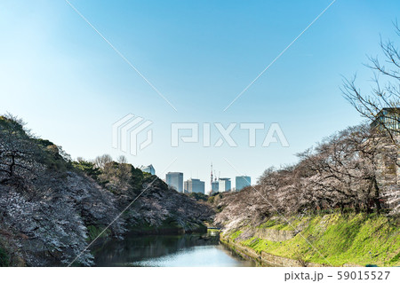 cherry blossom at chidori ga fuchi, tokyo, japan cherry blossom at chidori ga fuchi, tokyo, japan 59015527