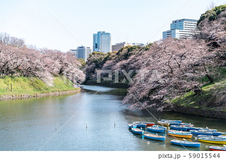 cherry blossom at chidori ga fuchi, tokyo, japan 59015544