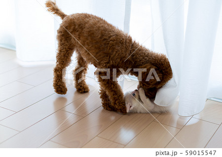 仔猫と犬 仔猫と犬 59015547