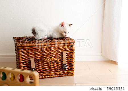 仔猫 生後4週間 保護猫 仔猫 生後4週間 保護猫 59015571