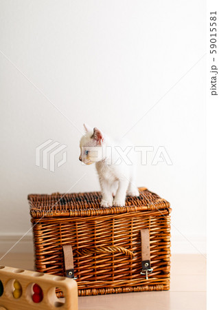 仔猫　生後4週間　保護猫 59015581