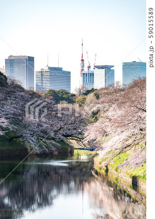 cherry blossom at chidori ga fuchi, tokyo, japan cherry blossom at chidori ga fuchi, tokyo, japan 59015589