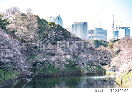 cherry blossom at chidori ga fuchi, tokyo, japan 59015592