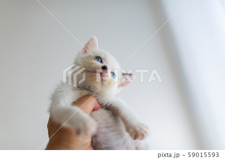 仔猫　生後4週間　保護猫　手乗り 59015593
