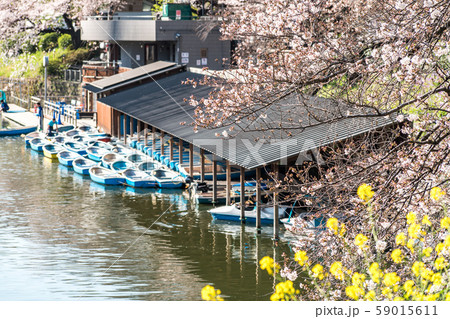 cherry blossom at chidori ga fuchi, tokyo, japan cherry blossom at chidori ga fuchi, tokyo, japan 59015611