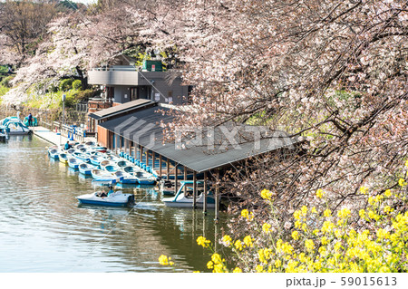 cherry blossom at chidori ga fuchi, tokyo, japan cherry blossom at chidori ga fuchi, tokyo, japan 59015613