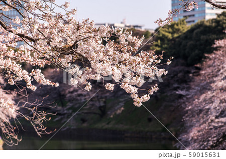 cherry blossom at chidori ga fuchi, tokyo, japan cherry blossom at chidori ga fuchi, tokyo, japan 59015631