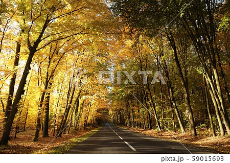 Country road among oaks on a sunny autumn morning Country road among oaks on a sunny autumn morning 59015693