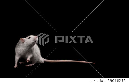 Gray rat isolated on black background. Rodent Gray rat isolated on black background. Rodent 59016255